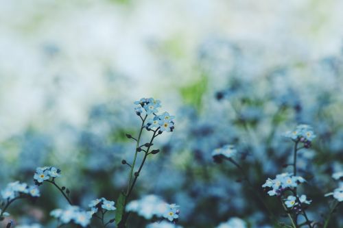 flower bloom petal