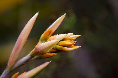 flower nature plant