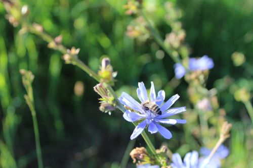 flower bee nature