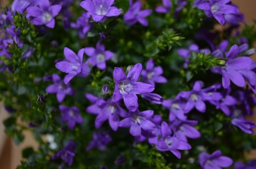 flower flowers plant