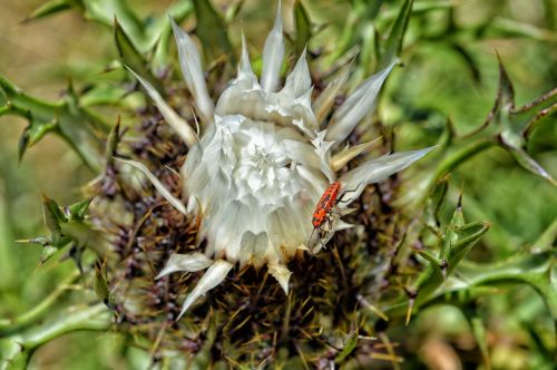 flower mountain lunigiana