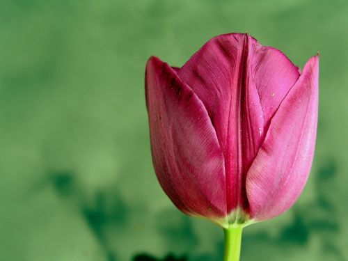 flower tulip spring