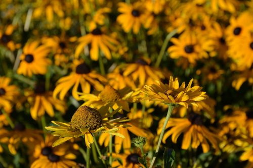 flower flowers yellow