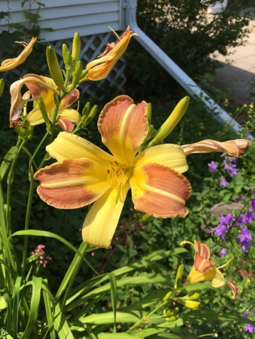 flower yellow orange