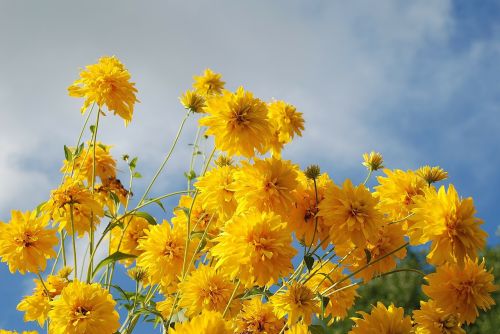 flower nature macro