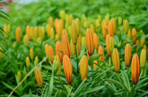 flower nature macro