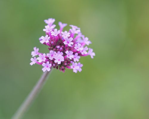 flower pink cluster