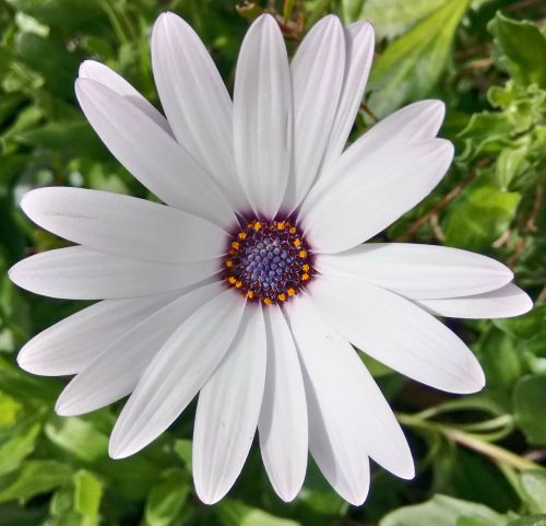 flower white african