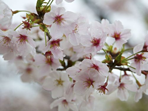 flower white petal