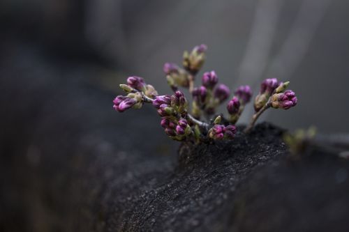 flower violet petal