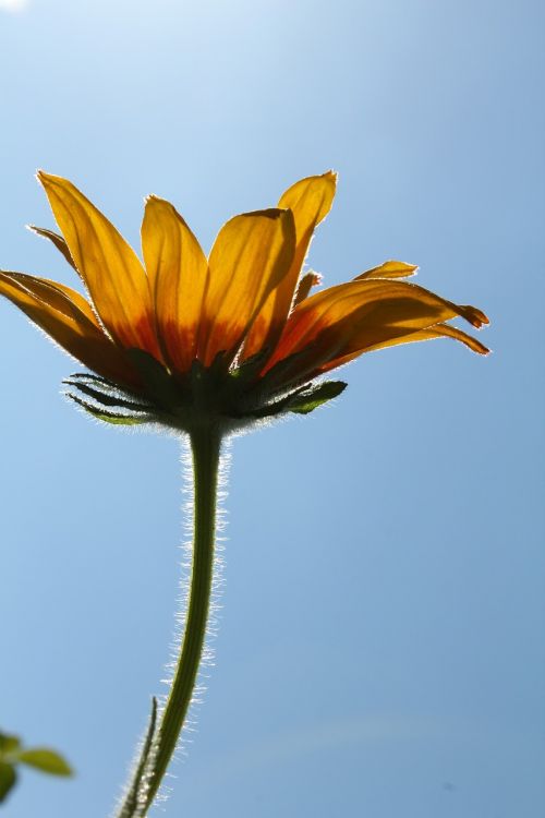 flower rudbeckia beautiful flower