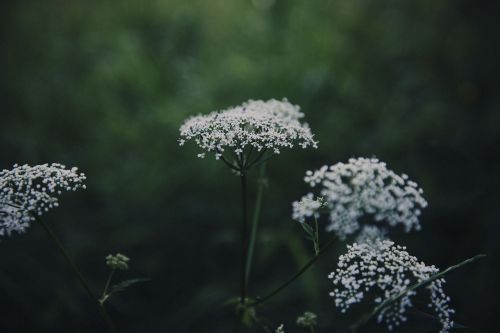 flower white petal