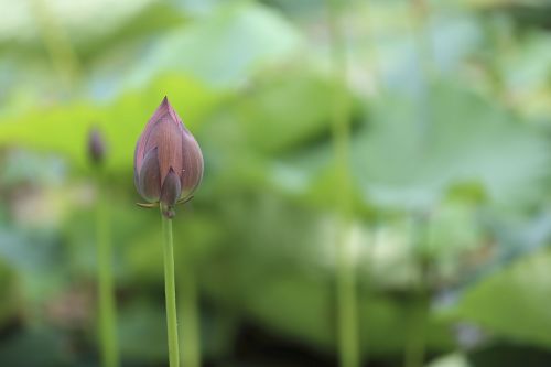 flower violet petal