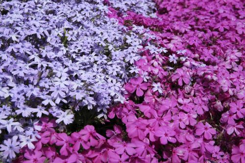 flower violet petal