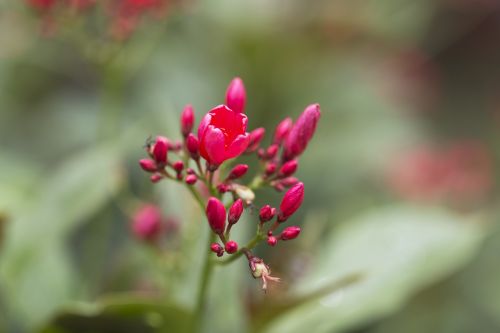 flower nature floral