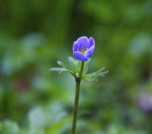 flower blue bud