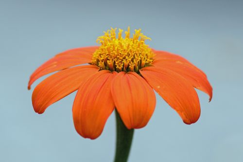 flower petal orange