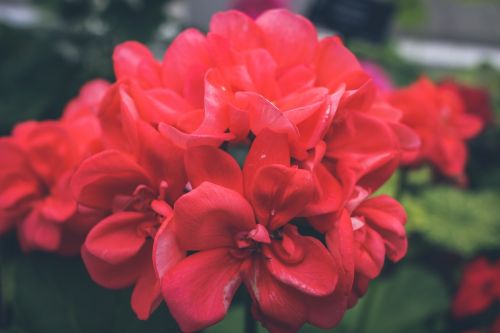 flower red petal