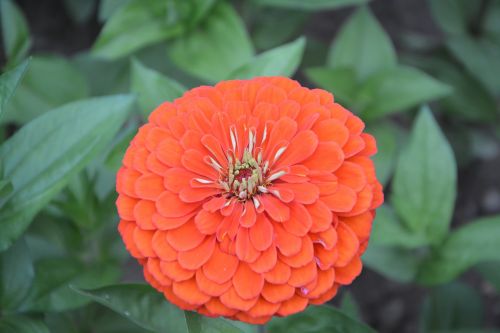 flower orange orange blossom