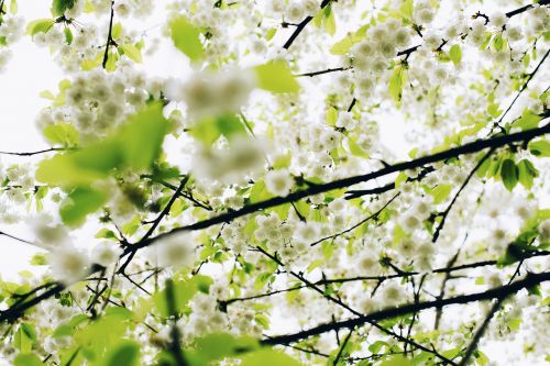 flower white petal