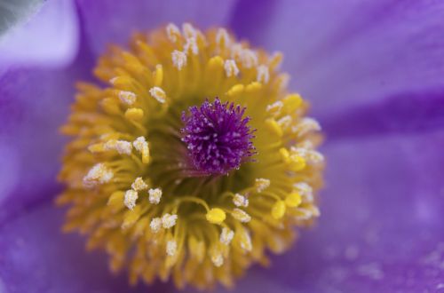 flower violet petal