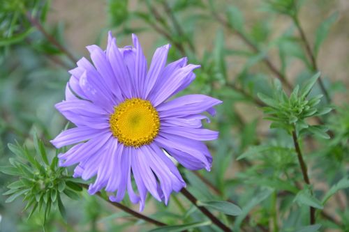 flower purple violet