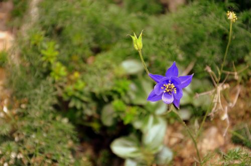 flower nature bloom