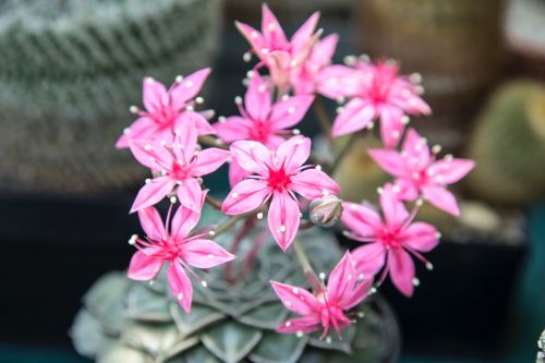 flower pink petal