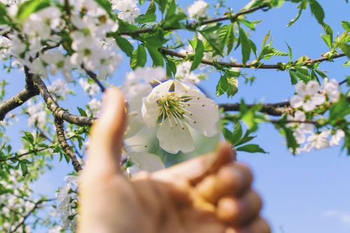 flower white petal