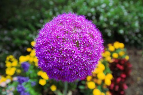 flower ornamental onion allium gladiator