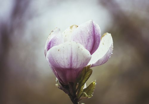 flower violet petal