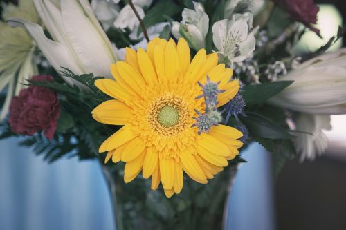 flower yellow petal