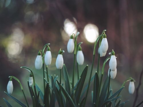 flower white petal