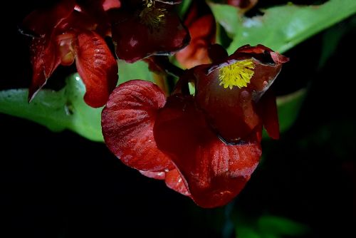 flower night rain