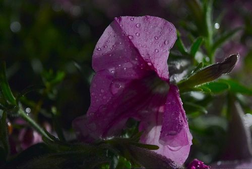 flower night rain