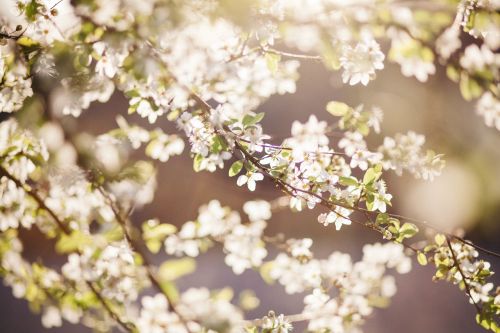 flower white petal