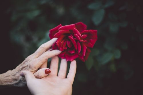 flower red petal