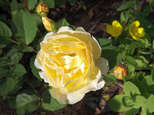 flower rose yellow rose