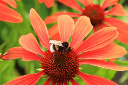 flower red bee