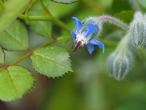 flower flower blue close