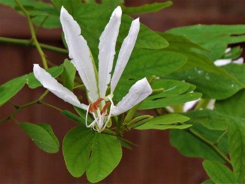 flower white orchid tree