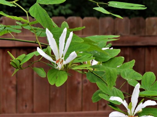 flower white orchid tree