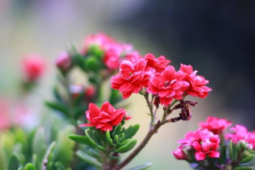 flower pink lovely