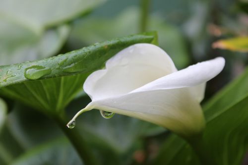 flower white blossom