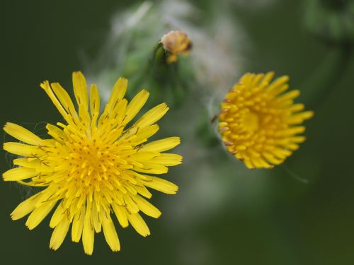 flower summer yellow