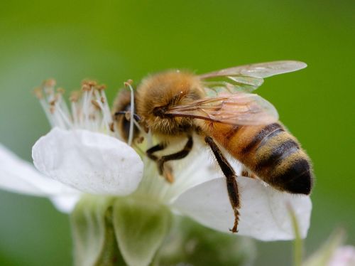 flower bee pollination