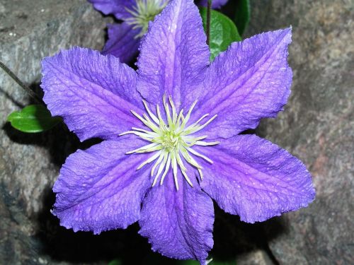 flower bloom clematis