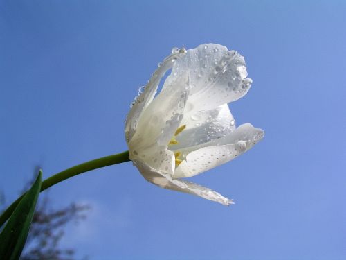 flower bloom tulip