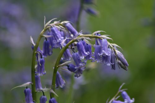 flower bloom bluebell