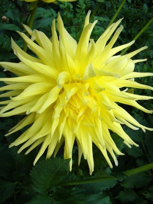 flower large flower yellow flower